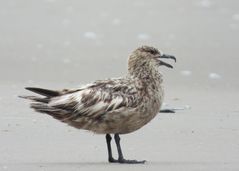 Skua