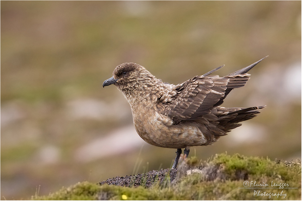 Skua