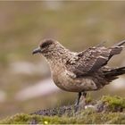 Skua