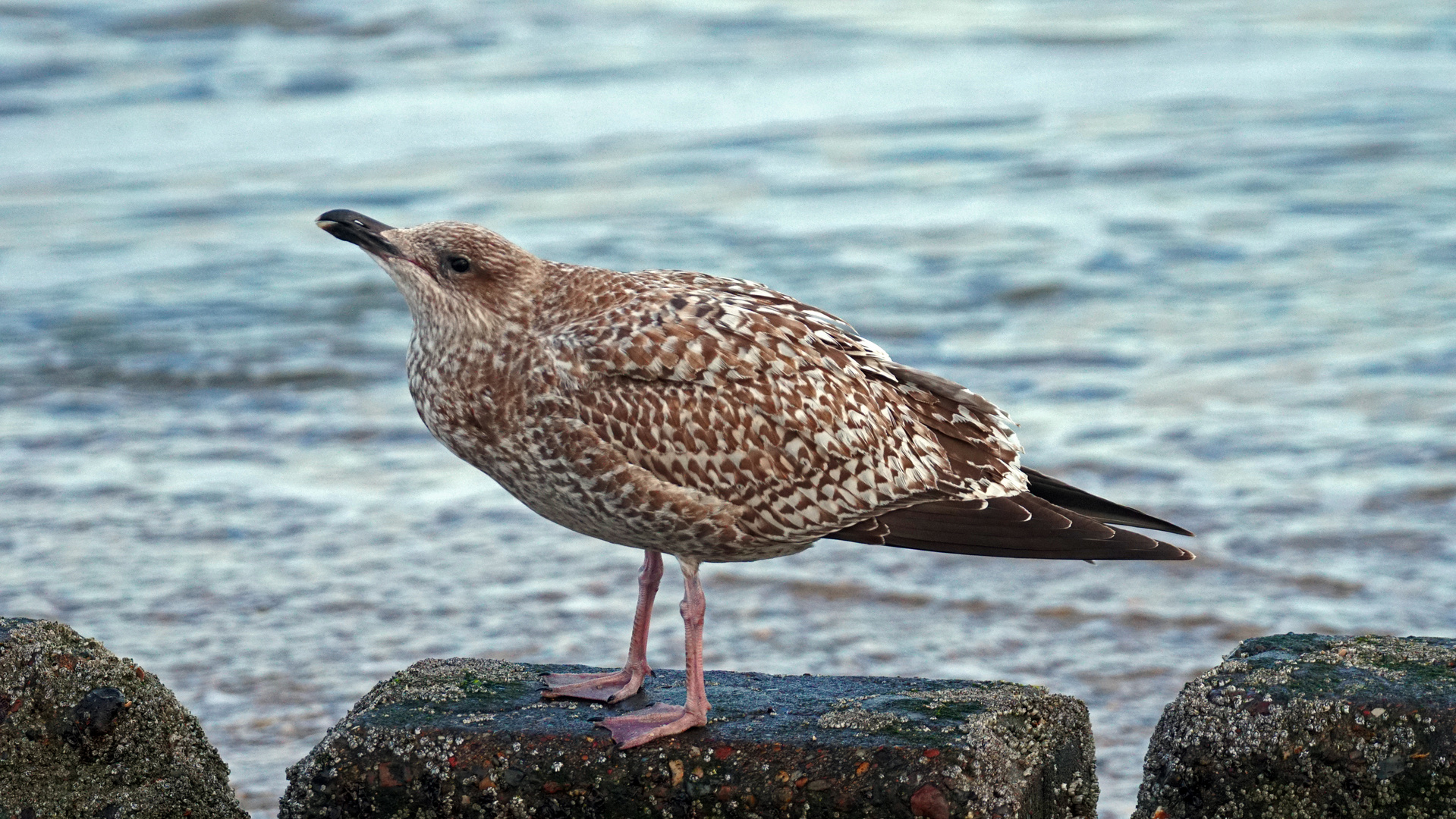 Skua