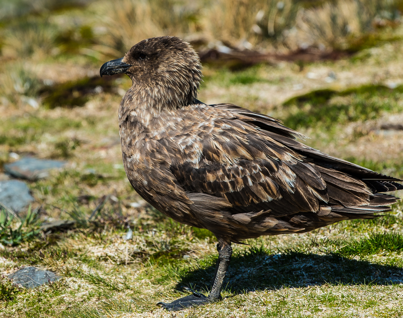 Skua