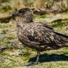 Skua