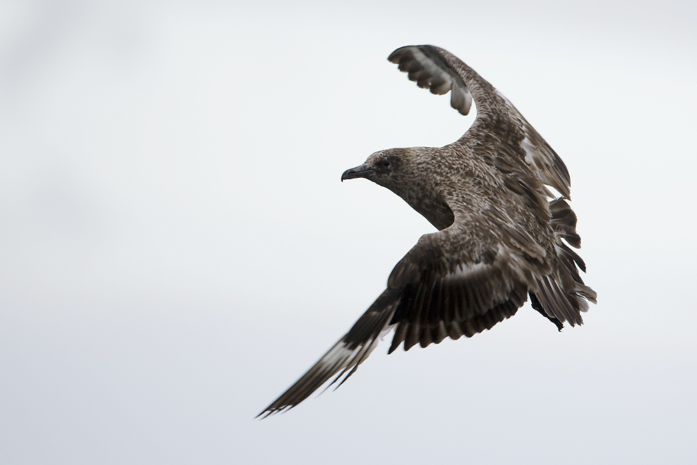 Skua