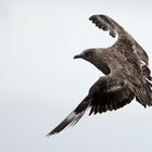 Skua