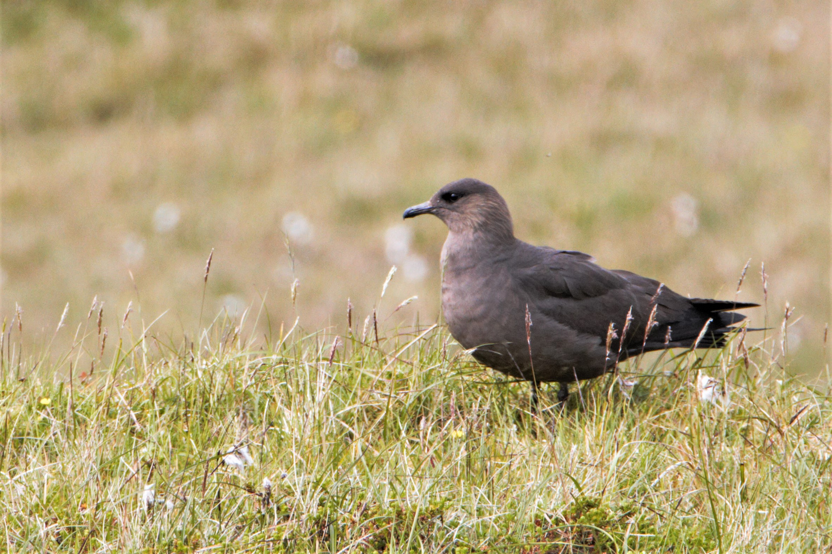  Skua