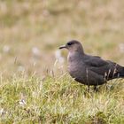  Skua