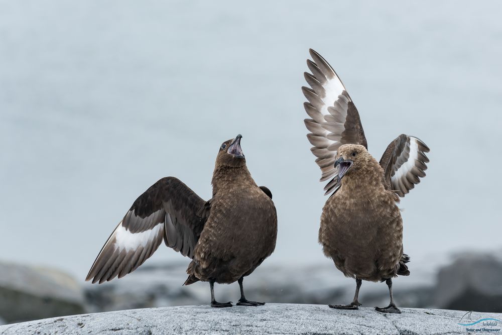 Skua die Antarktische Raubmöwe auf Damoy Point