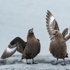 Skua die Antarktische Raubmöwe auf Damoy Point