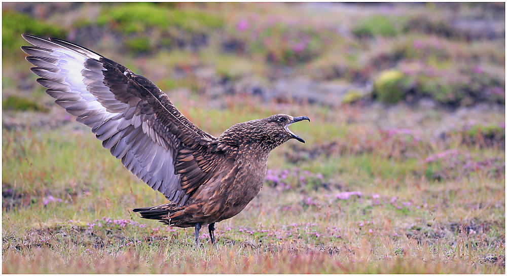 Skua...