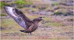 Skua...