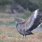 Skua (große Raubmöve) 