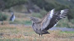 Skua (große Raubmöve) 