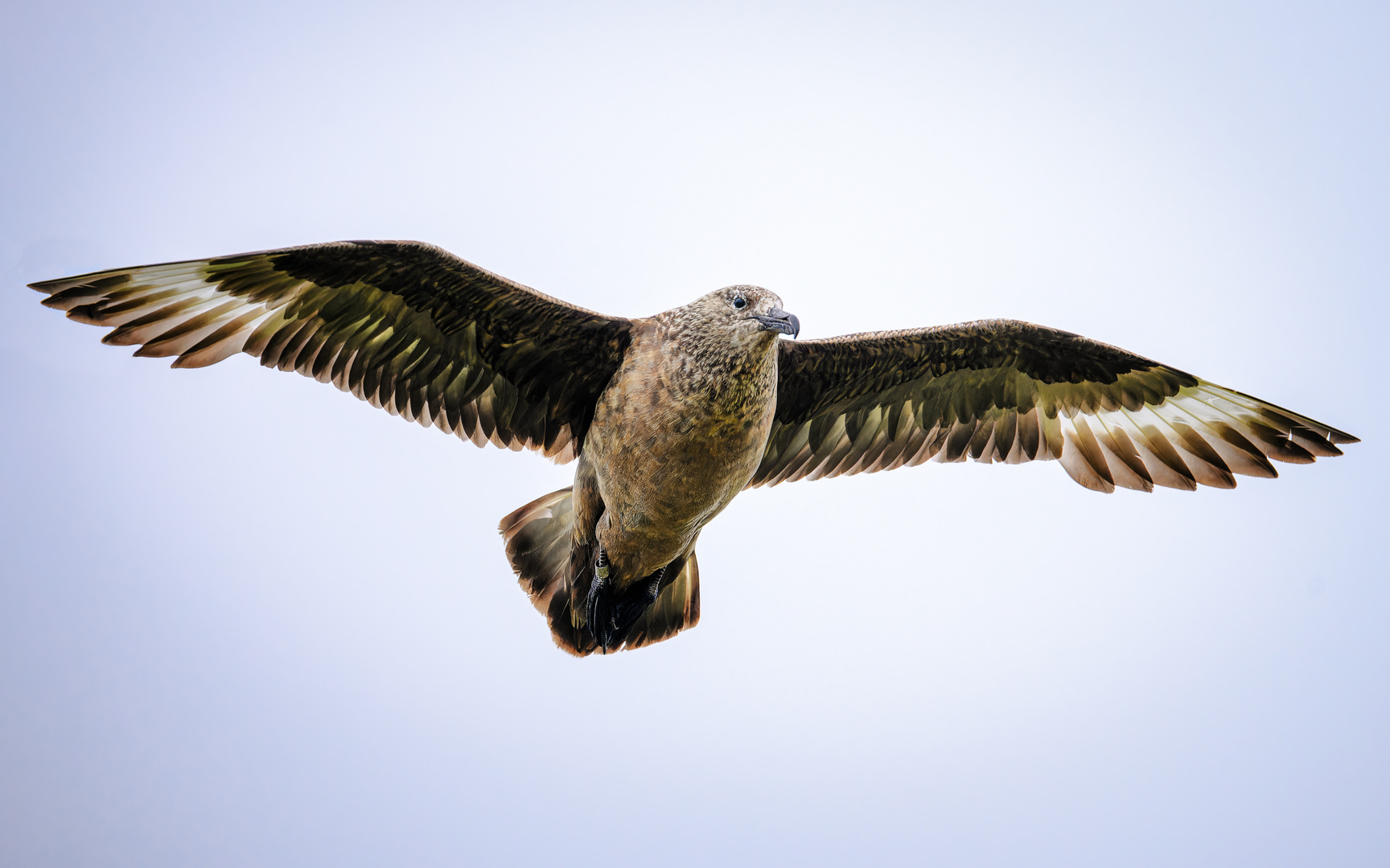 Skua - Große Raubmöve im Überflug