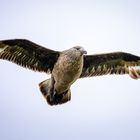 Skua - Große Raubmöve im Überflug