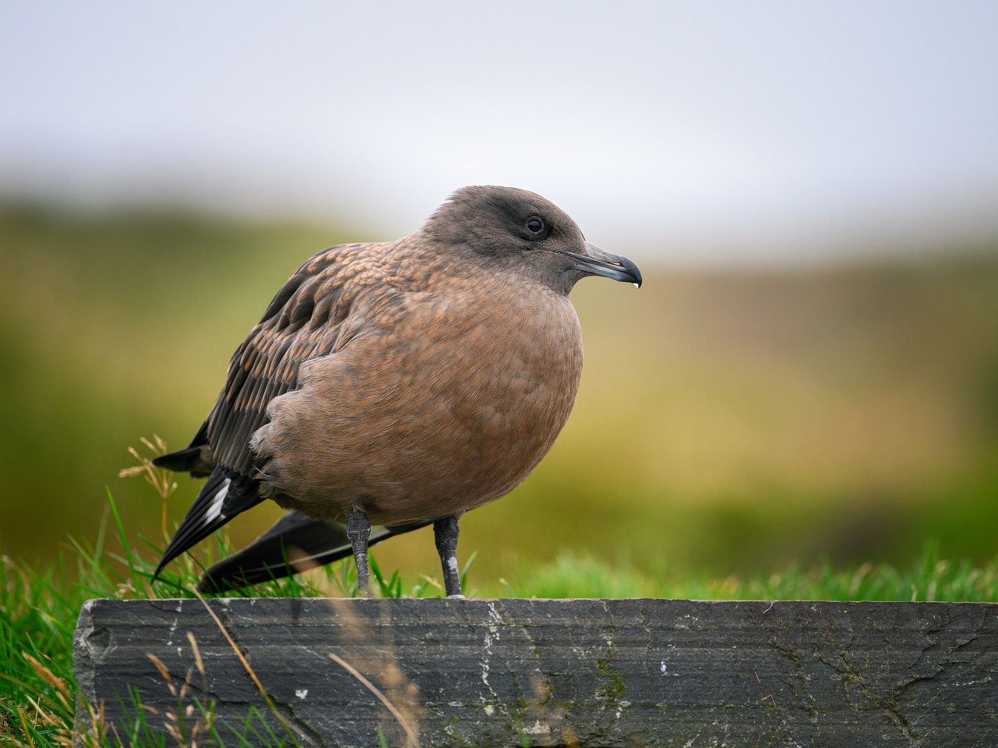 Skua - Große Raubmöve (Jungvogel)