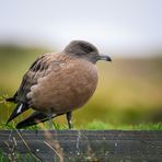 Skua - Große Raubmöve (Jungvogel)