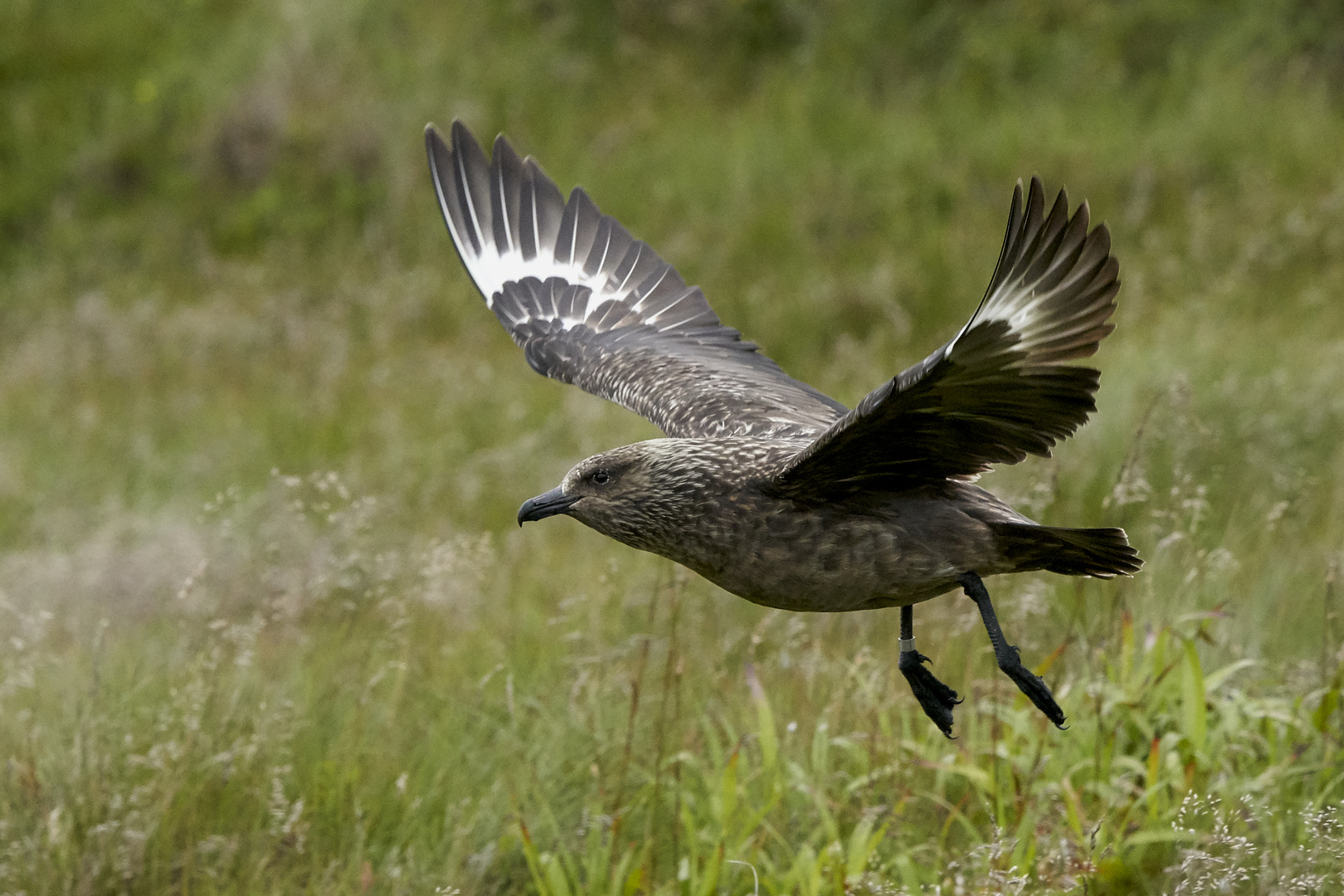 Skua im Abflug