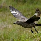 Skua im Abflug