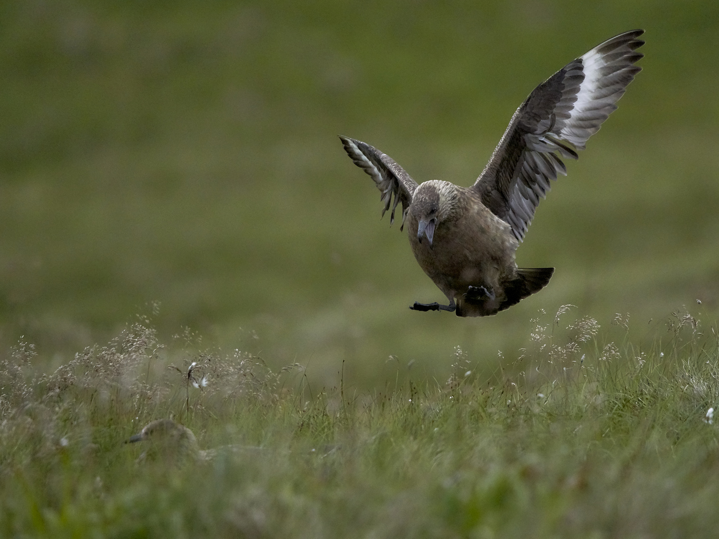 Skua im Anflug