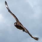 Skua im Anflug