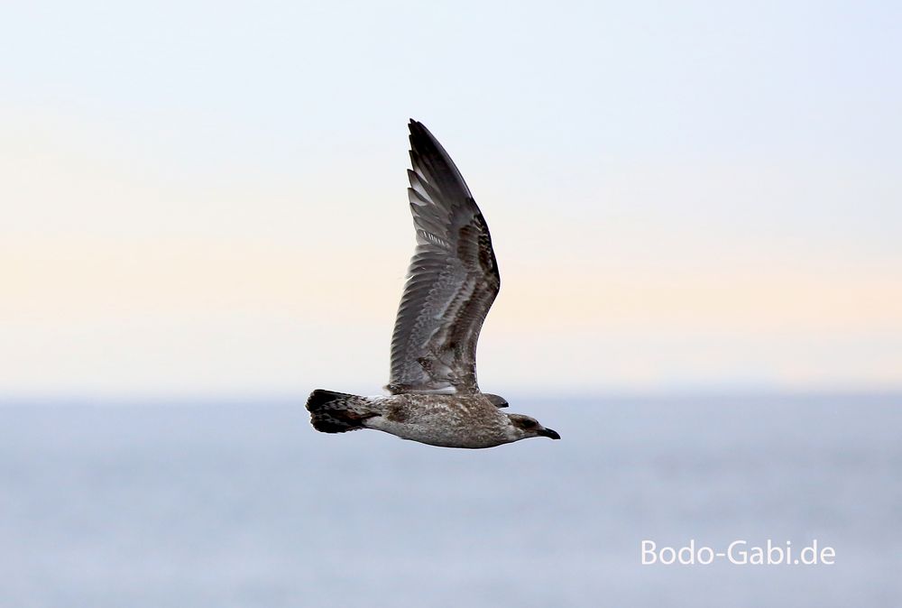 Skua im Flug