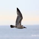 Skua im Flug