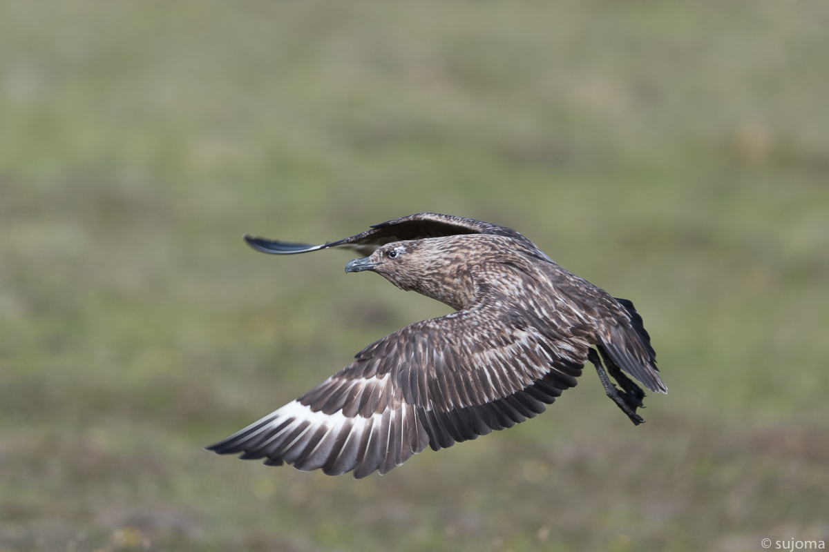 Skua im Flug