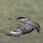 Skua im Flug