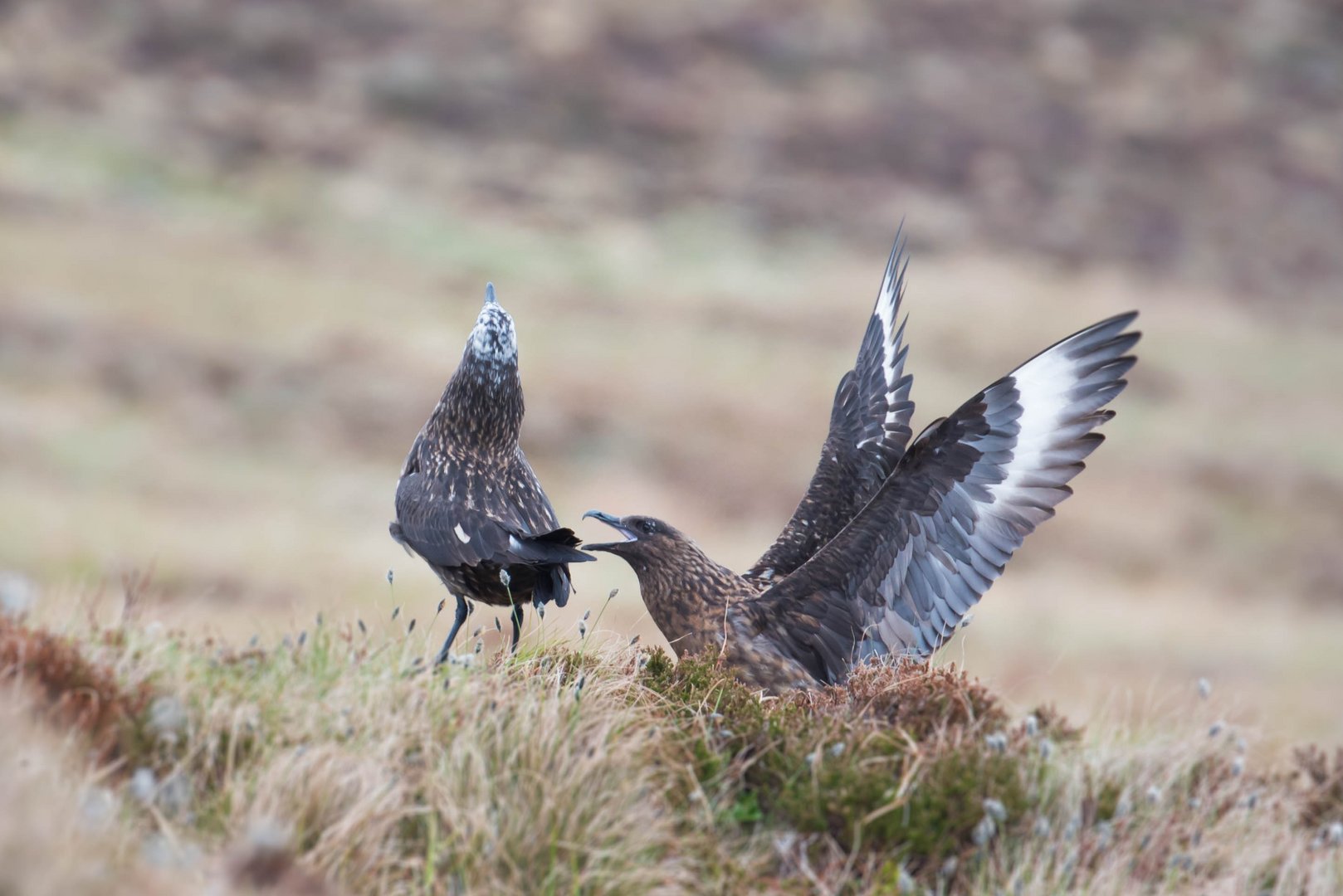 Skua in der Balz auf Runde (Norwegen)