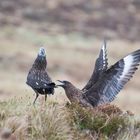 Skua in der Balz auf Runde (Norwegen)