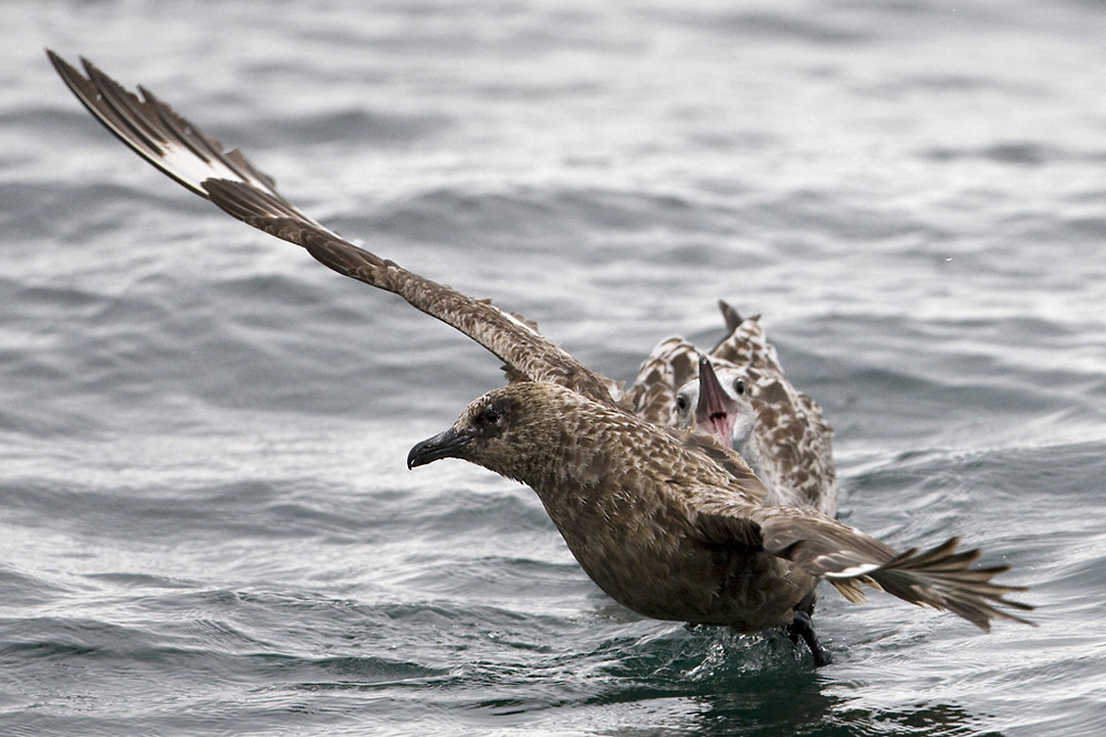 Skua meets Mantelmöwe