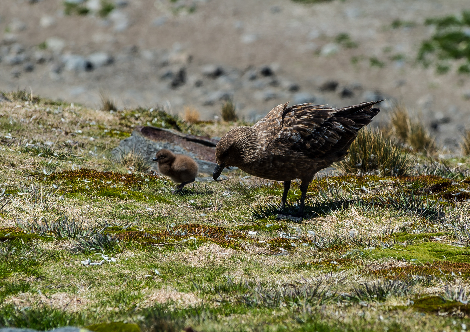 Skua mit Kücken