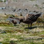 Skua mit Kücken