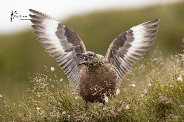 Skua // Norwegen