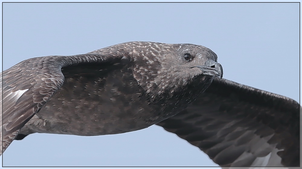 Skua-Portrait