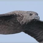 Skua-Portrait