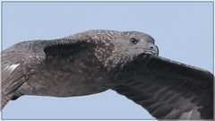 Skua-Portrait