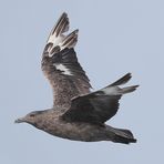 Skua vor der Algarve