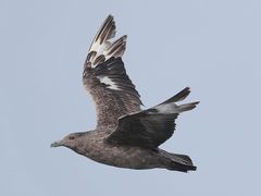 Skua vor der Algarve