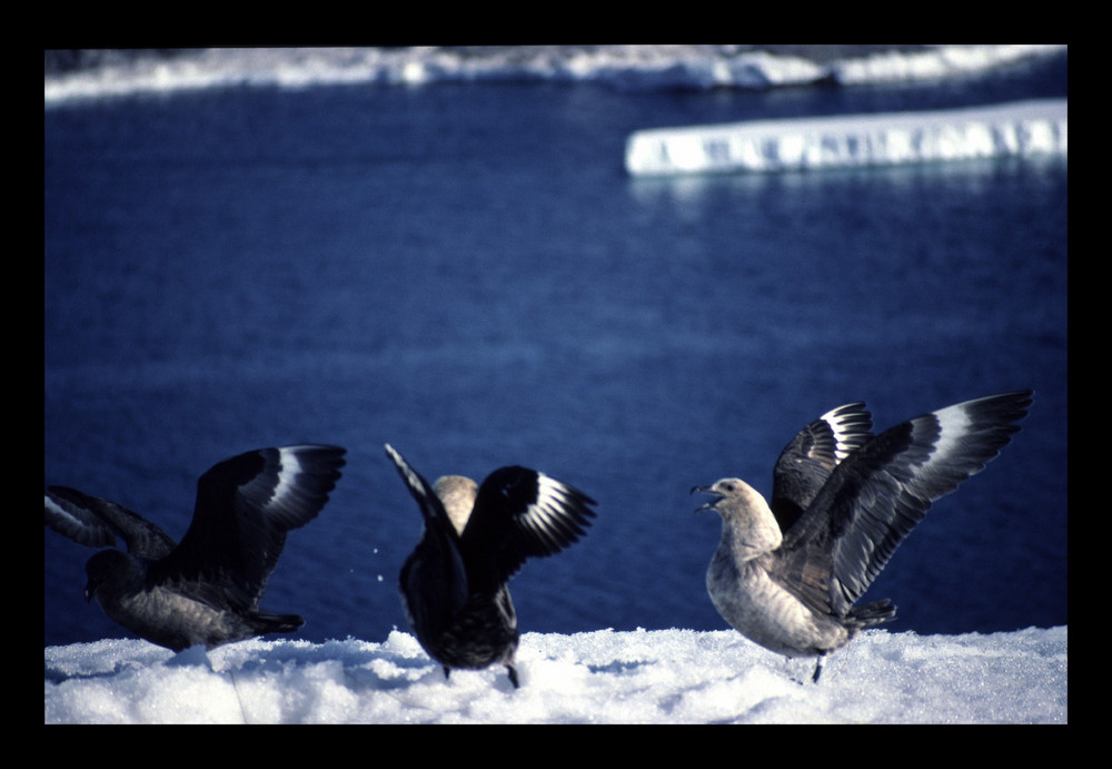 Skuas antarctiques