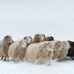 Skudden Mädels mit Bock