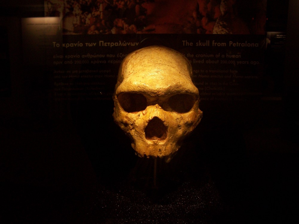 Skull