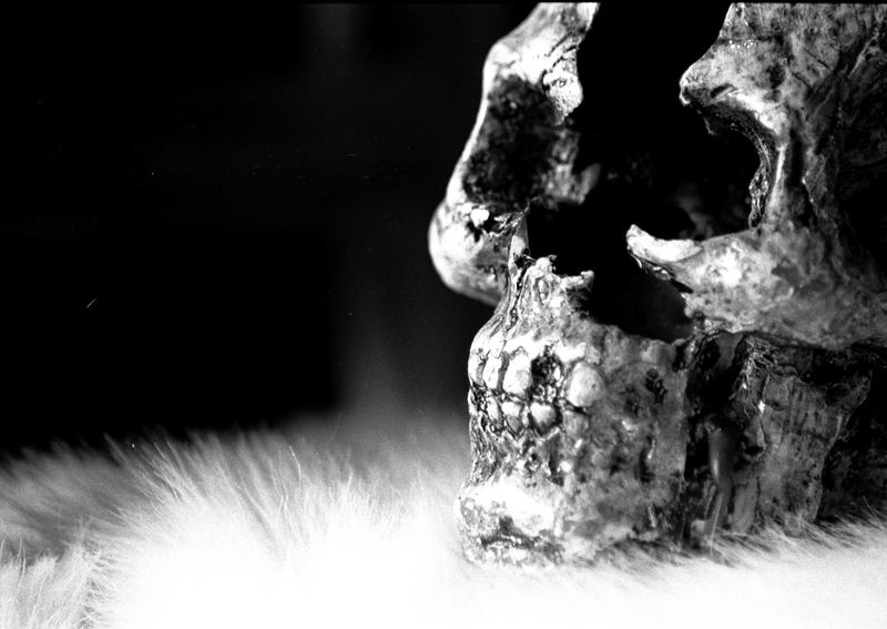 skull and fur