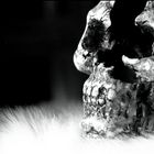 skull and fur