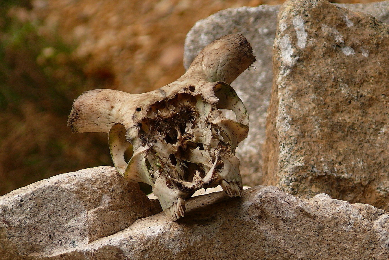 Skull