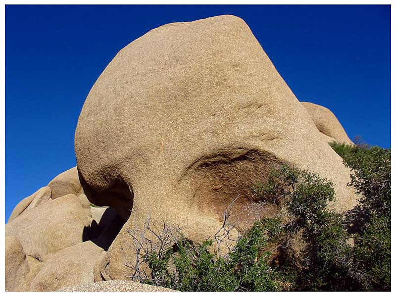 Skull im Joshua Tree Park