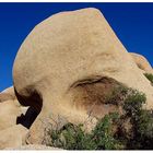 Skull im Joshua Tree Park