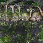 Skulls in Trunyan cementry