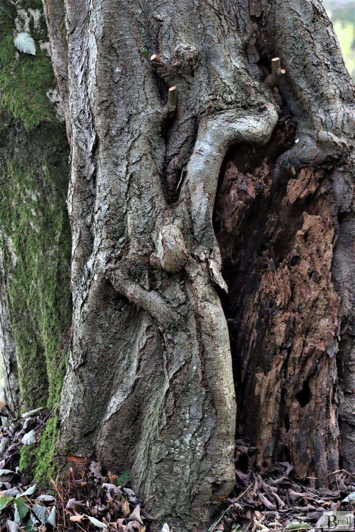 Skulptur an einem alten Baum