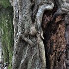 Skulptur an einem alten Baum